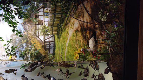 Naturmuseum Hirschberg