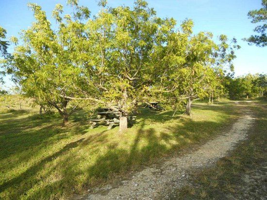 Abaco Neem Limited