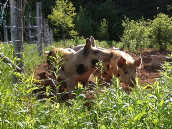 Hope River Farm
