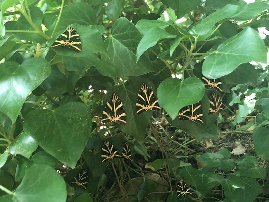 Butterflies Valley