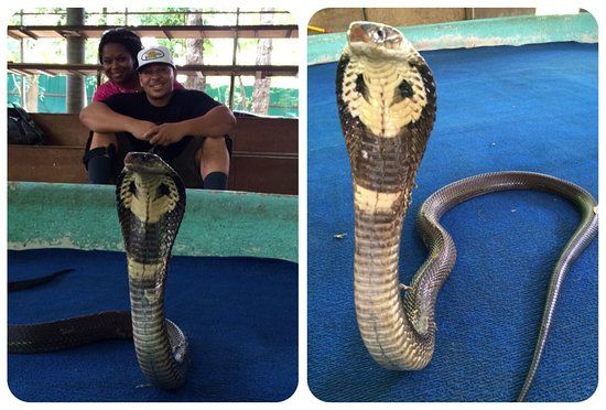 Cobra Show