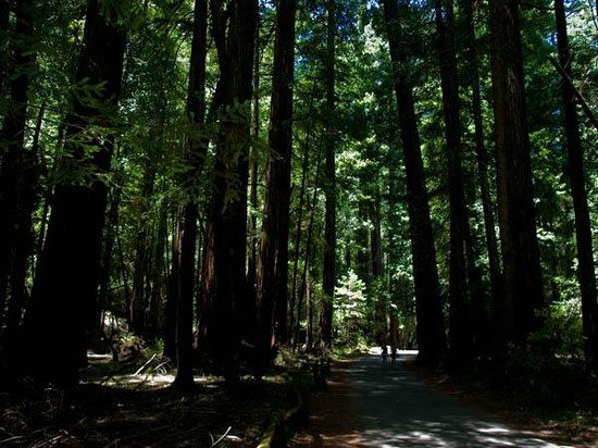 Armstrong Redwood State Reserve